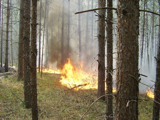 Заводчане на пожарах 2010 года